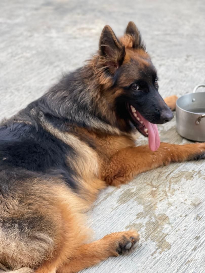 German Shepherd