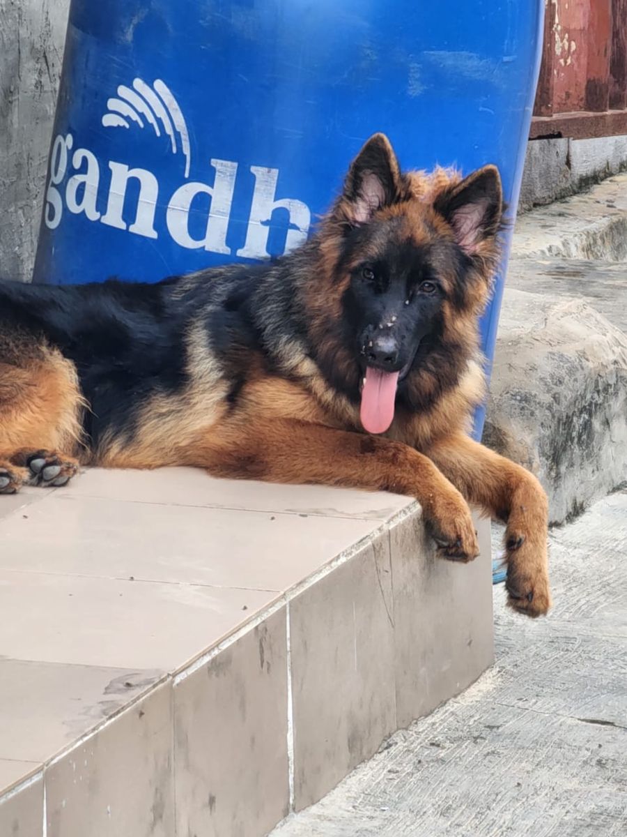 German Shepherd 2